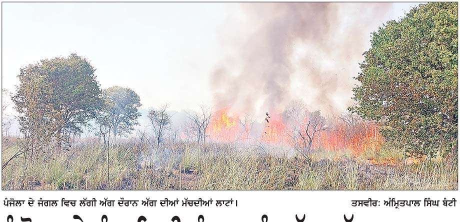  ਪੰਜੋਲਾ ਦੇ ਪੰਚਾਇਤੀ ਜੰਗਲ ਨੂੰ  ਅੱਗ ਲੱਗਣ ਕਾਰਨ ਜੰਗਲੀ ਜੀਵਾਂ ਤੇ ਵਾਤਾਵਰਨ ਨੂੰ  ਪੁੱਜਿਆ ਨੁਕਸਾਨ 