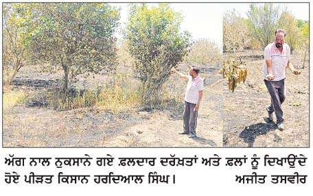  ਨਾੜ ਨੂੰ  ਲੱਗੀ ਅੱਗ ਨੇ ਫ਼ਲਾਂ ਦੇ ਬਾਗ ਨੂੰ  ਲਪੇਟ 'ਚ ਲਿਆ, ਲੱਖਾਂ ਦਾ ਨੁਕਸਾਨ  
