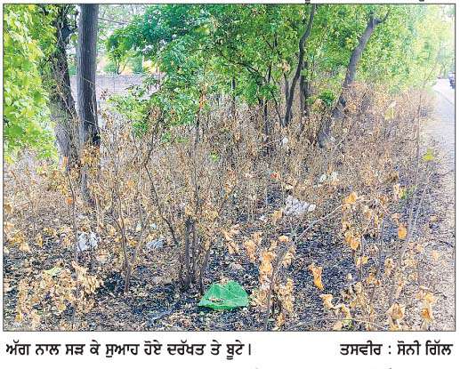  ਸੜਕਾਂ ਦੇ ਆਲੇ- ਦੁਆਲੇ ਖੜ੍ਹੇ ਦਰੱਖ਼ਤਾਂ ਨੂੰ ਸ਼ਰੇਆਮ ਲਾਈ ਜਾ ਰਹੀ ਅੱਗ, ਜੰਗਲਾਤ ਵਿਭਾਗ  ਖ਼ਾਮੋਸ਼ : ਬੈਨੀਪਾਲ ਦੇ ਦੋਸ਼  