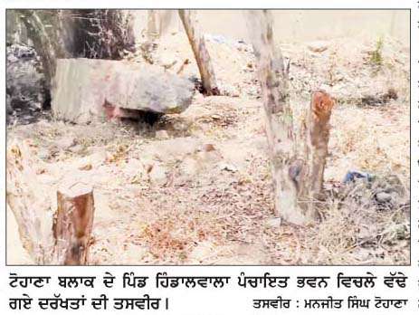  ਪੰਚਾਇਤ ਭਵਨ ਹਿੰਡਾਲਵਾਲਾ 'ਚ ਦਰੱਖ਼ਤ ਕੱਟਣ ਦਾ ਮਾਮਲਾ ਗਰਮਾਇਆ, ਜਾਂਚ ਦੀ ਮੰਗ 