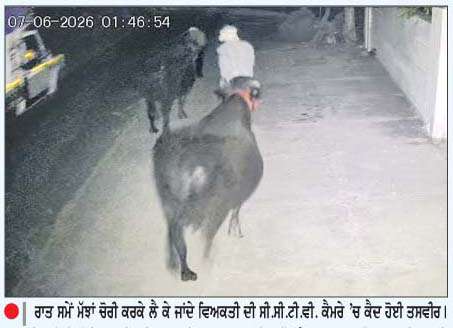  ਪੰਜਾਬ 'ਚ ਲਗਾਤਾਰ ਵਧ ਰਹੀਆਂ ਹਨ ਉੱਤਮ ਨਸਲ ਦੀਆਂ ਮੱਝਾਂ ਚੋਰੀ ਕਰਨ ਦੀਆਂ ਘਟਨਾਵਾਂ