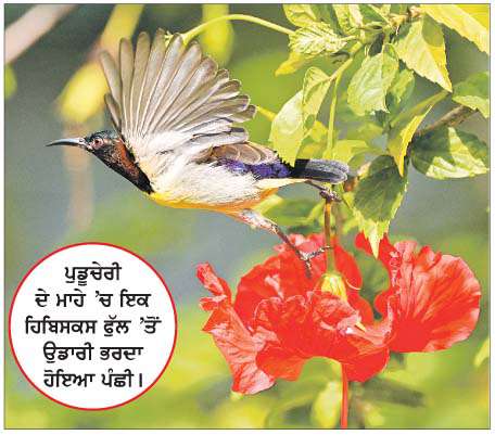  ਪੁਡੂਚੇਰੀ ਦੇ ਮਾਹੇ 'ਚ ਇਕ ਹਿਬਿਸਕਸ ਫੁੱਲ 'ਤੋਂ ਉਡਾਰੀ ਭਰਦਾ ਹੋਇਆ ਪੰਛੀ | 
<br/> 