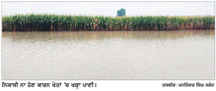  ਮਲੇਰਕੋਟਲਾ 'ਚ 'ਖੇਤਾਂ 'ਚੋਂ ਪਾਣੀ ਦੀ ਨਿਕਾਸੀ' ਦਾ ਮੁੱਦਾ ਬਣਿਆ ਕਿਸਾਨਾਂ ਲਈ ਸਿਰਦਰਦੀ 