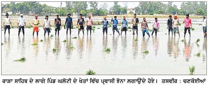  ਖੇਤਾਂ 'ਚ ਲੱਗੀਆਂ ਰੌਣਕਾਂ, ਝੋਨਾ ਲਾਉਣ ਲਈ ਪਹੰੁਚੇ ਪ੍ਰਵਾਸੀ  