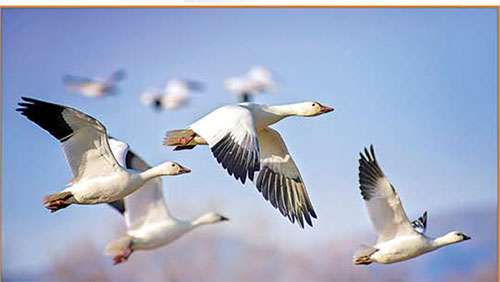  ਪ੍ਰਵਾਸੀ ਪੰਛੀਆਂ ਦੀਆਂ ਦਿਲਚਸਪ ਅਤੇ ਰਹੱਸਮਈ ਉਡਾਣਾਂ