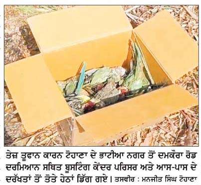  ਤੇਜ਼ ਤੂਫ਼ਾਨ ਨੇ ਉਜਾੜੇ ਪੰਛੀਆਂ ਦੇ ਆਲ੍ਹਣੇ, ਕਈ ਜ਼ਖ਼ਮੀ ਤੇ ਸੈਂਕੜਿਆਂ ਦੀ ਮੌਤ 