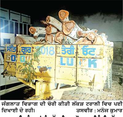 ਸਰਕਾਰੀ ਜੰਗਲਾਂ ਨੂੰ ਲੱਗ ਰਿਹਾ ਖੋਰਾ, ਮਹਿੰਗੀ ਲੱਕੜ ਹੋ ਰਹੀ ਚੋਰੀ, ਫਿਲਹਾਲ ਮੁਲਜ਼ਮ ਪੁਲਿਸ ਅੜਿੱਕੇ