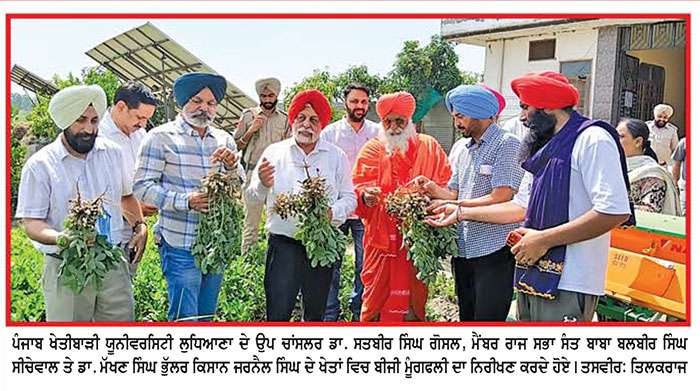  ਪਾਣੀ ਬਚਾਉਣ ਤੇ ਖੇਤੀ ਭਿੰਨਤਾ ਲਈ ਲਾਹੇਵੰਦ ਹੈ ਬਹਾਰ ਰੁੱਤ ਦੀ ਮੂੰਗਫਲੀ