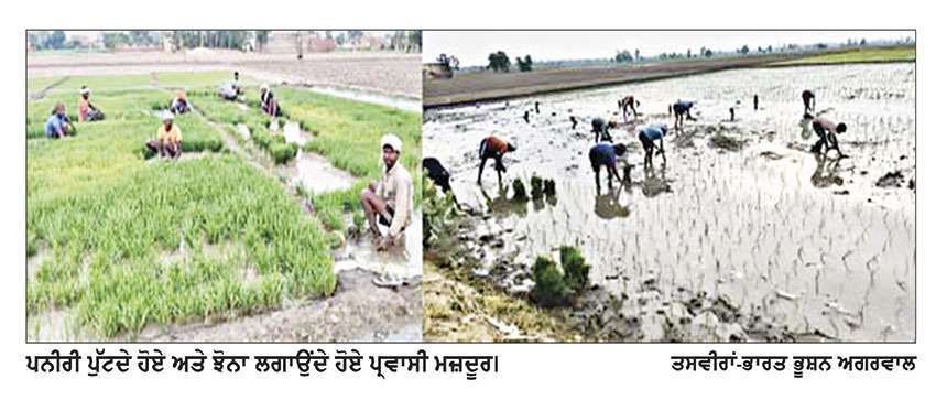 ਮੁੱਦਕੀ ਖੇਤਰ ’ਚ ਝੋਨੇ ਦੀ ਲਵਾਈ ਦਾ ਕੰਮ ਜ਼ੋਰਾਂ ’ਤੇ