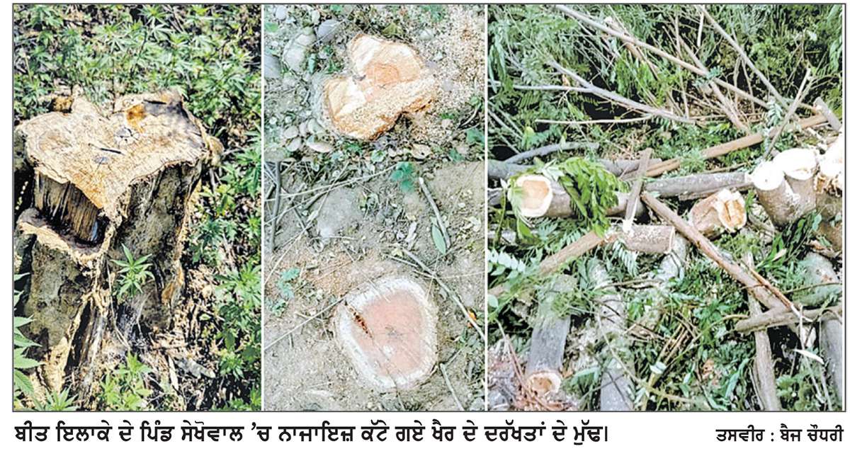  ਖੈਰ ਤੇ ਹੋਰ ਦਰਖੱਤਾਂ ਲਈ ਆਫ਼ਤ ਬਣ ਕੇ ਆਉਂਦੈ ਸਰਕਾਰੀ ਛੁੱਟੀ ਵਾਲਾ ਦਿਨ

