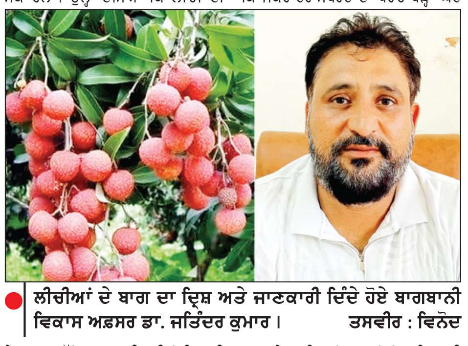  ਖਾੜੀ ਦੇਸ਼ਾਂ ਦੇ ਯੁੱਧ ਦਾ ਸੇਕ ਲੀਚੀ ਤੱਕ ਵੀ ਪਹੁੰਚਿਆ
