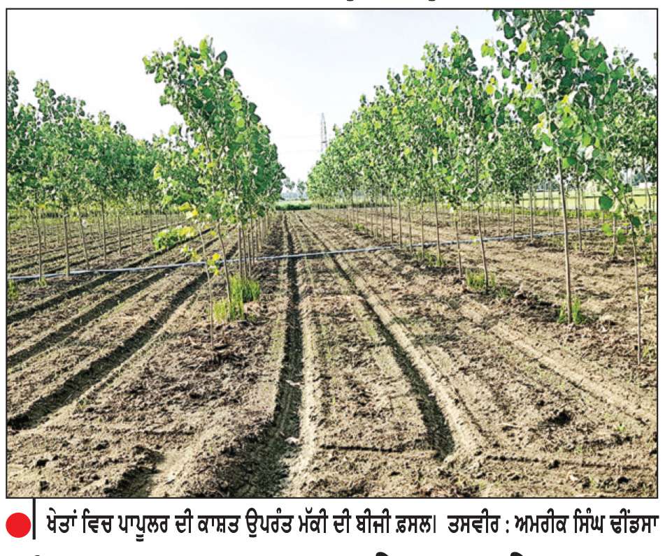 ਪੰਜਾਬ ਸਰਕਾਰ ਦੀ ‘ਐਗਰੋ ਫੋਰੈਸਟਰੀ’ ਸਕੀਮ ਦਾ ਘੁੱਟਿਆ ਦਮ
