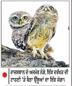 ਰਾਜਸਥਾਨ ਦੇ ਅਜਮੇਰ ਨੇੜੇ, ਇੱਕ ਦਰੱਖਤ ਦੀ 