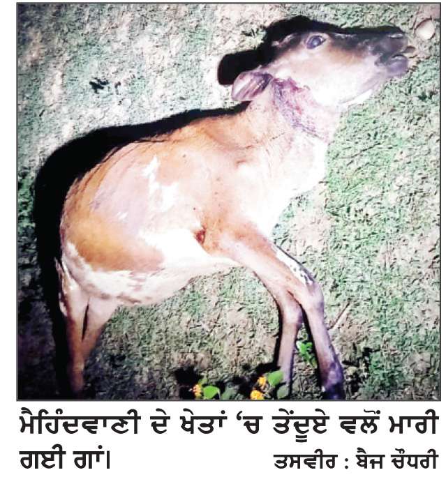  ਮੈਹਿੰਦਵਾਣੀ ’ਚ ਤੇਂਦੂਏ ਦੀ ਦਹਿਸ਼ਤ, ਗਾਂ ਨੂੰ ਬਣਾਇਆ ਸ਼ਿਕਾਰ
