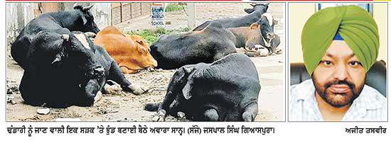 ਵਿਧਾਨ ਸਭਾ ਹਲਕਾ ਦੱਖਣੀ ਦੀਆਂ ਸੜਕਾਂ ’ਤੇ ਘੁੰਮਦੇ ਆਵਾਰਾ ਸਾਨ੍ਹ ਦੇ ਰਹੇ ਹਾਦਸਿਆਂ ਨੂੰ ਸੱਦਾ