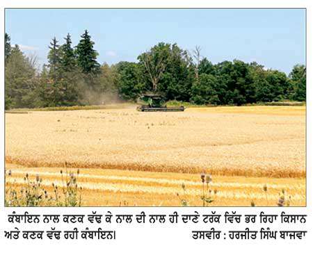 ਟੋਰਾਂਟੋ ਤੇ ਆਸ-ਪਾਸ ਦੇ ਖੇਤਰਾਂ ਵਿਚ ਕਣਕ ਦੀ ਵਾਢੀ ਜ਼ੋਰਾਂ ’ਤੇ
