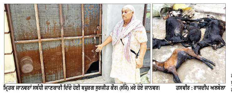  ਖ਼ੂੰਖ਼ਾਰ ਕੁੱਤੇ ਪਿੰਡ ਰਾਮਗੜ੍ਹ ’ਚ 8 ਬੱਕਰੀਆਂ ਤੇ 15 ਮੁਰਗ਼ੀਆਂ ਨੋਚ ਕੇ ਖਾ ਗਏ