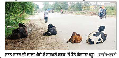 ਸੜਕਾਂ ’ਤੇ ਘੁੰਮ ਰਹੇ ਬੇਸਹਾਰਾ ਪਸ਼ੂ ਬਣ ਰਹੇ ਸੜਕੀ ਹਾਦਸਿਆਂ ਦਾ ਕਾਰਨ, ਪ੍ਰਸ਼ਾਸਨ ਬੇਖ਼ਬਰ