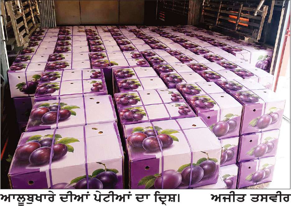 ਅੰਮ੍ਰਿਤਸਰ ਤੋਂ ਬਾਂਦਰਾ ਪਹੁੰਚਿਆ 3.9 ਟਨ ਆਲੂਬੁਖਾਰਾ, ਵਪਾਰੀਆਂ ਨੂੰ ਮਿਲਿਆ ਵੱਡਾ ਬਾਜ਼ਾਰ