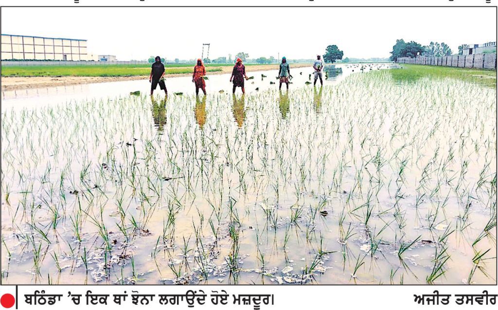 ਪੰਜਾਬ ’ਚ ਝੋਨੇ ਦੀ ਲੁਆਈ ਦਾ ਸੀਜ਼ਨ ਆਖ਼ਰੀ ਪੜਾਅ ’ਚ
ਝੋਨੇ ਦੀ ਖੇਤੀ ਹੇਠਲਾ ਰਕਬਾ 32 ਲੱਖ ਹੈਕਟੇਅਰ ਤੋਂ ਪਾਰ