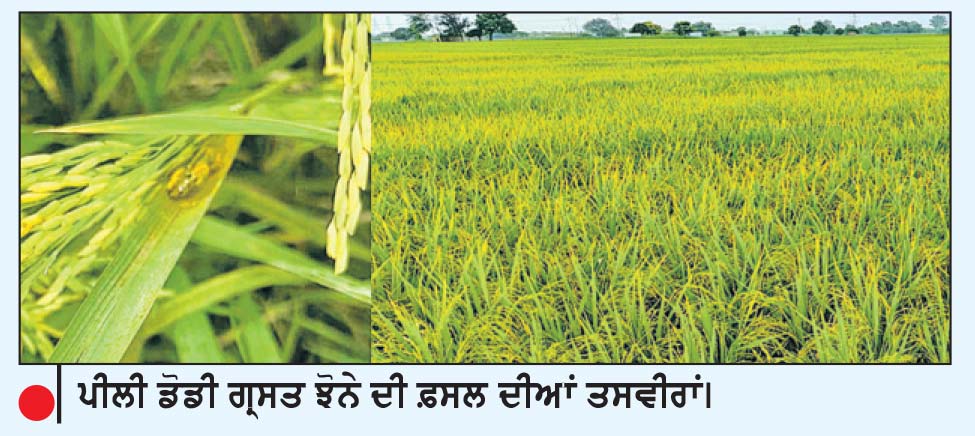 ਹੱਡ-ਭੰਨਵੀਂ ਮਿਹਨਤ ਤੋਂ ਬਾਅਦ ਪਾਲ਼ੀ ਝੋਨੇ ਦੀ ਫ਼ਸਲ ਨੂੰ ਹੁਣ ਪੀਲੀ ਡੋਡੀ ਨੇ ਝੰਬਿਆ
‘ਪੀਲੀ ਡੋਡੀ’ ’ਤੇ ਨਹੀਂ ਕਰਦੀ ਕੋਈ ਵੀ ਦਵਾਈ ਕੰਮ/ਕਿਸਾਨ ਵੇਖੋ-ਵੇਖੀ ਸਪਰੇਆਂ ਨਾ ਕਰਨ-ਖ਼ੇਤੀਬਾੜੀ ਮਾਹਿਰ