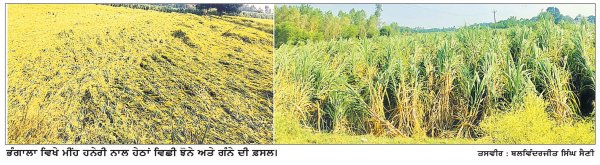 ਮੀਂਹ-ਹਨੇਰੀ ਨਾਲ ਝੋਨੇ ਤੇ ਗੰਨੇ ਦੀ ਫ਼ਸਲ ਦਾ ਹੋਇਆ ਭਾਰੀ ਨੁਕਸਾਨ