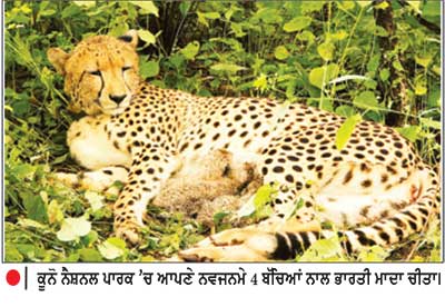 ਭਾਰਤ ’ ਚ ਪੈਦਾ ਹੋਈ ਮਾਦਾ ਚੀਤਾ ਨੇ 4 ਬੱਚਿਆਂ ਨੂੰ ਦਿੱਤਾ ਜਨਮ