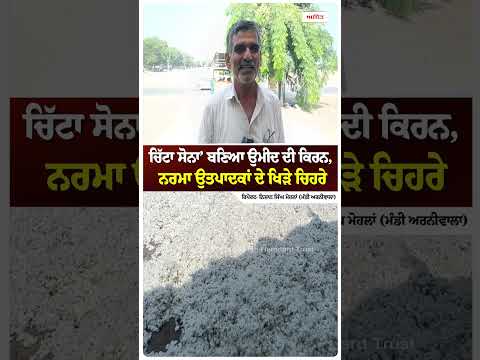 'White Gold' Sparks Hope : ਚਿੱਟਾ ਸੋਨਾ’ਬਣਿਆ ਉਮੀਦ ਦੀ ਕਿਰਨ,ਨਰਮਾ ਉਤਪਾਦਕਾਂ ਦੇ ਖਿੜੇ ਚਿਹਰੇ