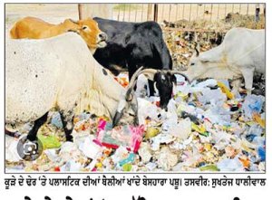 ਕੂੜੇ ਦੇ ਢੇਰਾਂ ‘ਚ ਸੁੱਟਿਆ ਪਲਾਸਟਿਕ ਪਸ਼ੂਆਂ ਲਈ ਬਣ ਰਿਹੈ ਜਾਨਲੇਵਾ