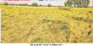 ਗੜੇਮਾਰੀ, ਬਾਰਿਸ਼ ਤੇ ਤੇਜ਼ ਹਨੇਰੀ ਕਾਰਨ ਸ੍ਰੀ ਮੁਕਤਸਰ ਸਾਹਿਬ ਜ਼ਿਲ੍ਹੇ ਦੇ 41 ਪਿੰਡਾਂ ਵਿਚ 24 ਹਜ਼ਾਰ ਏਕੜ ਰਕਬੇ ’ਚ ਝੋਨੇ ਦੀ ਫ਼ਸਲ ਬਰਬਾਦ