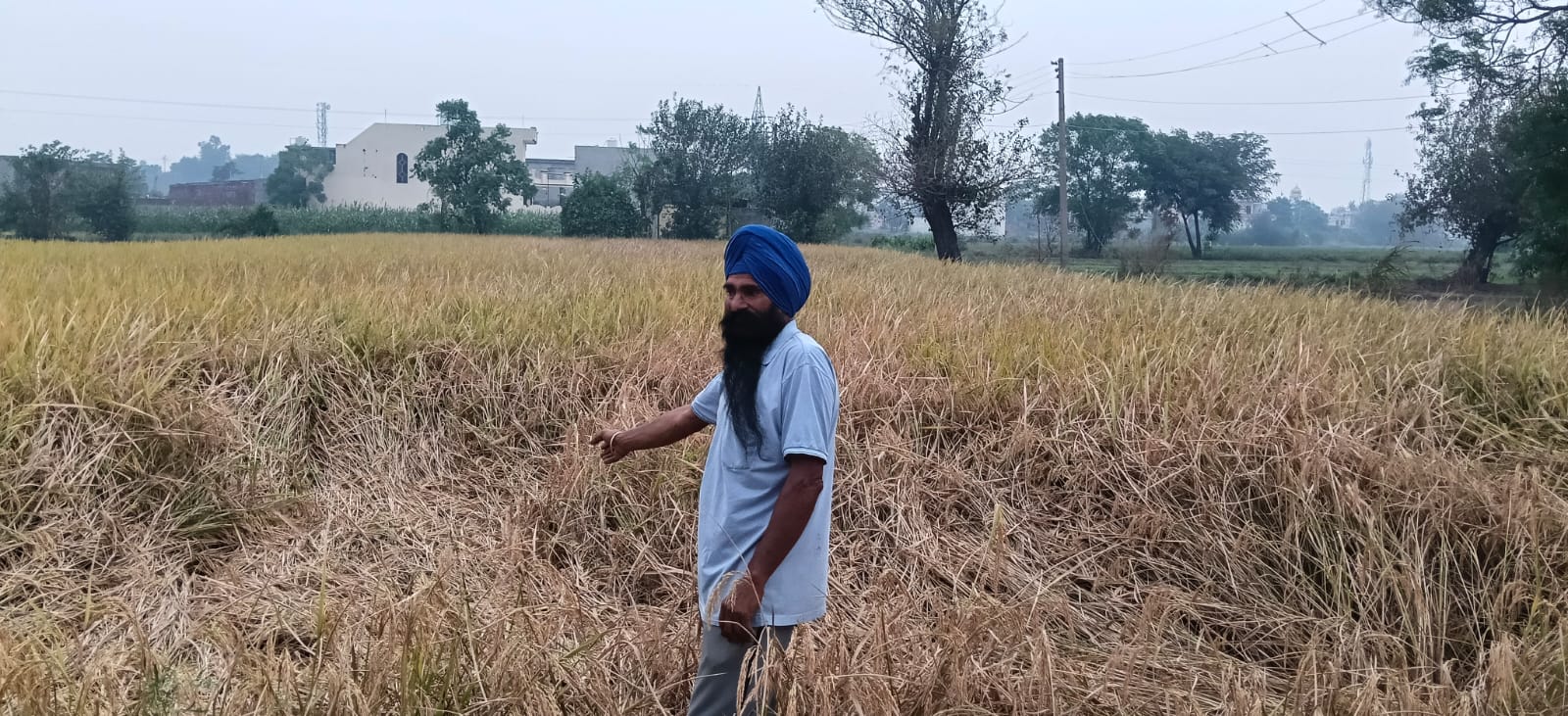 ਤੇਜ਼ ਤੂਫ਼ਾਨ ਤੇ ਬਾਰਿਸ਼ ਨਾਲ ਝੋਨੇ ਦੀਆਂ ਪੱਕੀਆਂ ਫ਼ਸਲਾਂ ਧਰਤੀ "ਤੇ ਵਿਛੀਆਂ