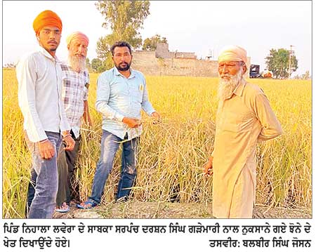 ਮੱਲਾਂਵਾਲਾ ਦੇ ਪਿੰਡਾਂ ’ਚ ਗੜੇਮਾਰੀ, ਕਈ ਪਿੰਡਾਂ ਵਿਚ ਝੋਨੇ ਦੀ ਫ਼ਸਲ ਦਾ 50 ਫ਼ੀਸਦੀ ਤੱਕ ਨੁਕਸਾਨ
